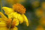 PICTURES/Wildflowers - Desert in Bloom/t_BBF12.JPG